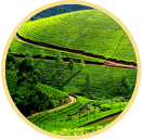 packages Kerala, Kerala tour operators, Kerala Package Tours